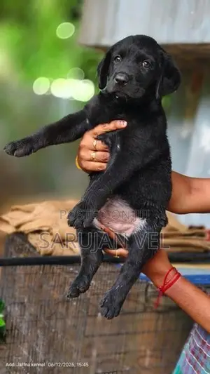 Labrador Puppy