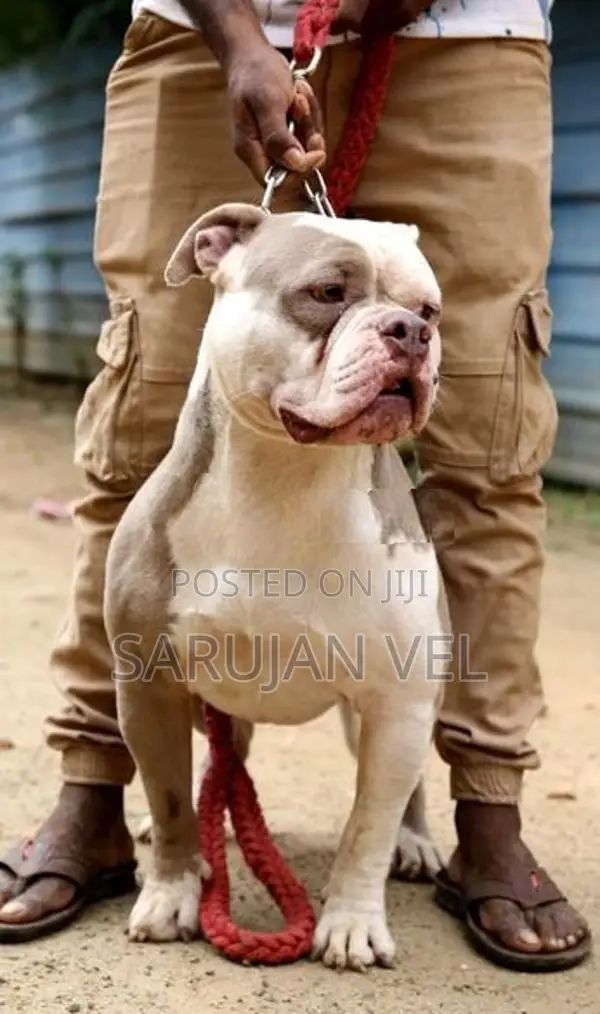 American Bully Puppy