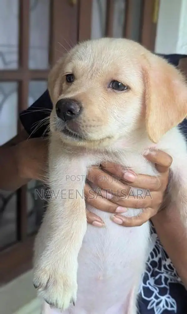 Labrador Puppies