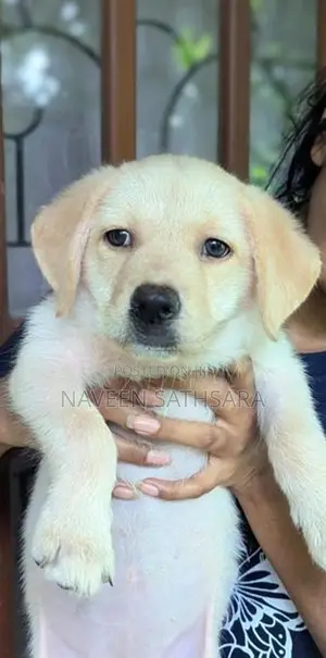 Labrador Puppies