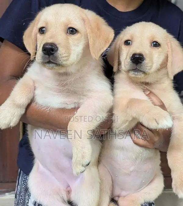 Labrador Puppies