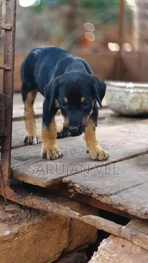 Doberman Female Puppy