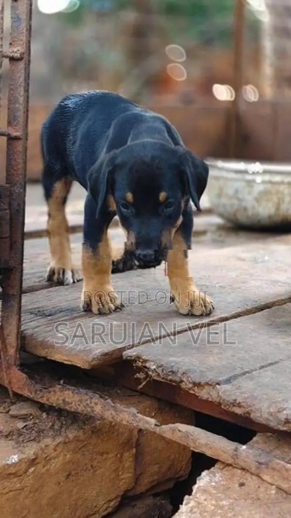 Doberman Female Puppy