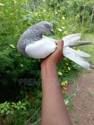 Iyan Pigeon