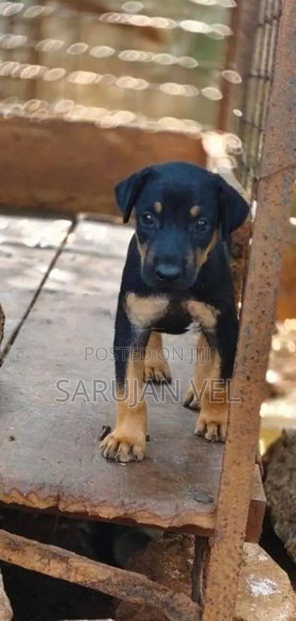 Doberman Female Puppy