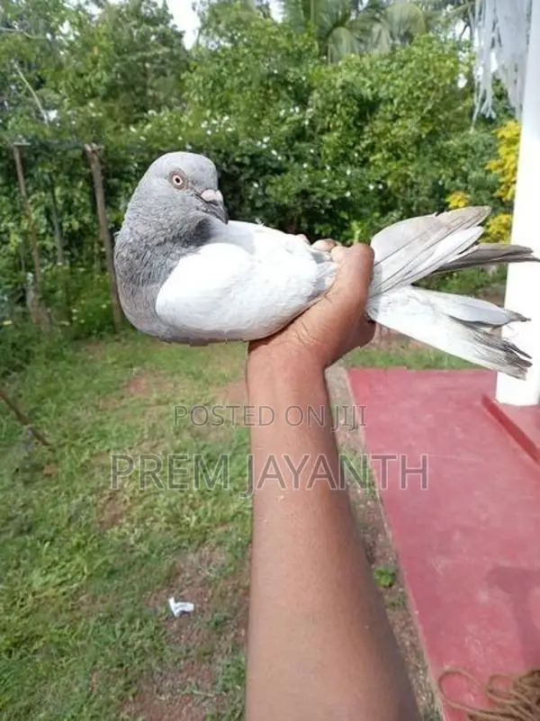 Iyan Pigeon