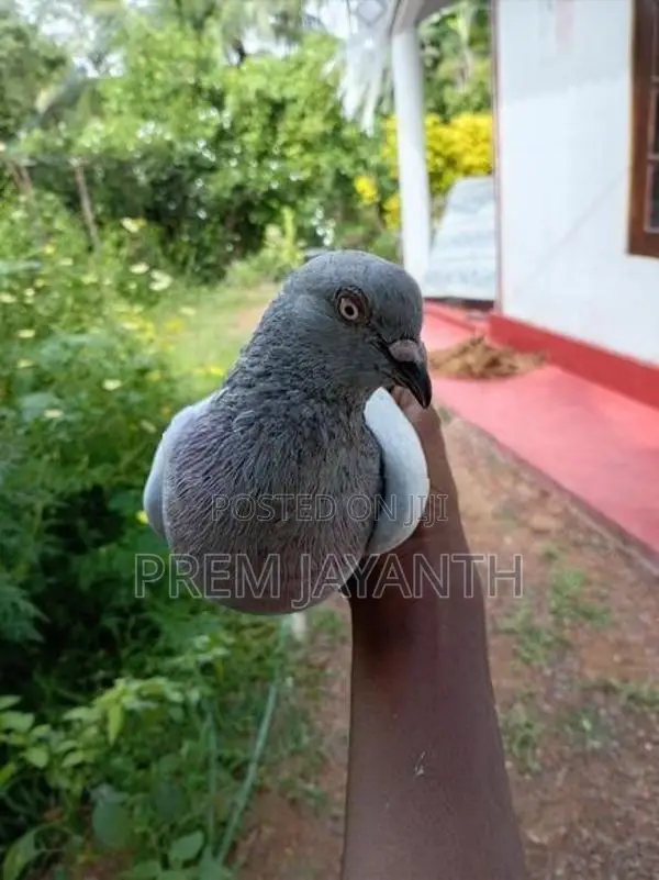 Iyan Pigeon