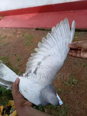 Iyan Pigeon