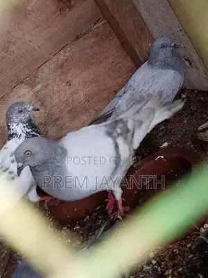 Iyan Pigeon