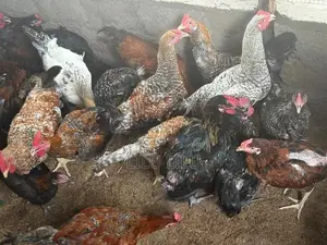 Farm Hens