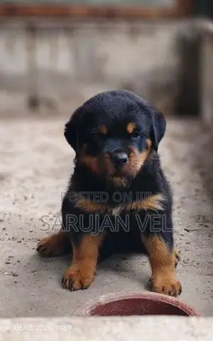 Rottweiler Puppy
