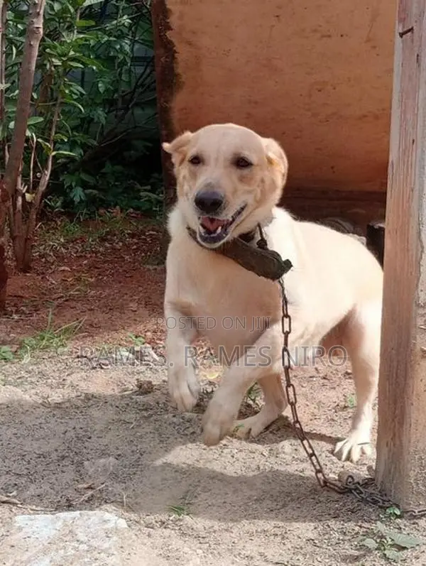 Labrador Dog