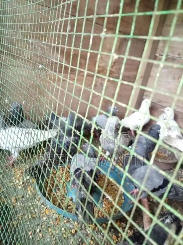 Pigeon
