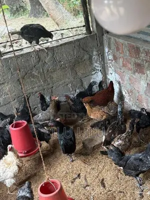 Farm Hens