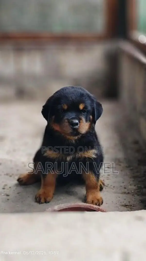 Rottweiler Puppy