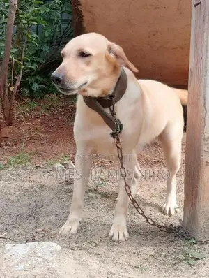 Labrador Dog