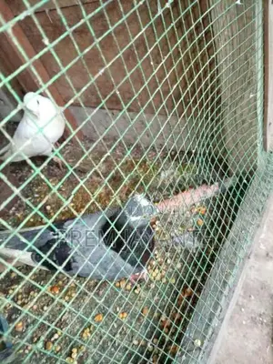 Pigeon