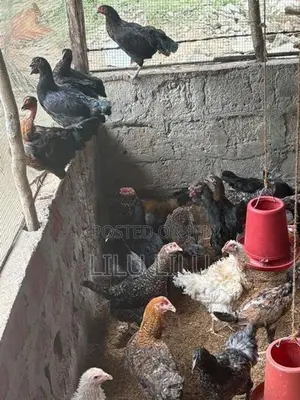Farm Hens