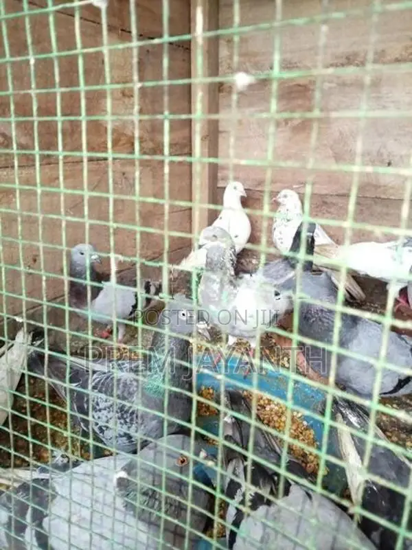 Pigeon