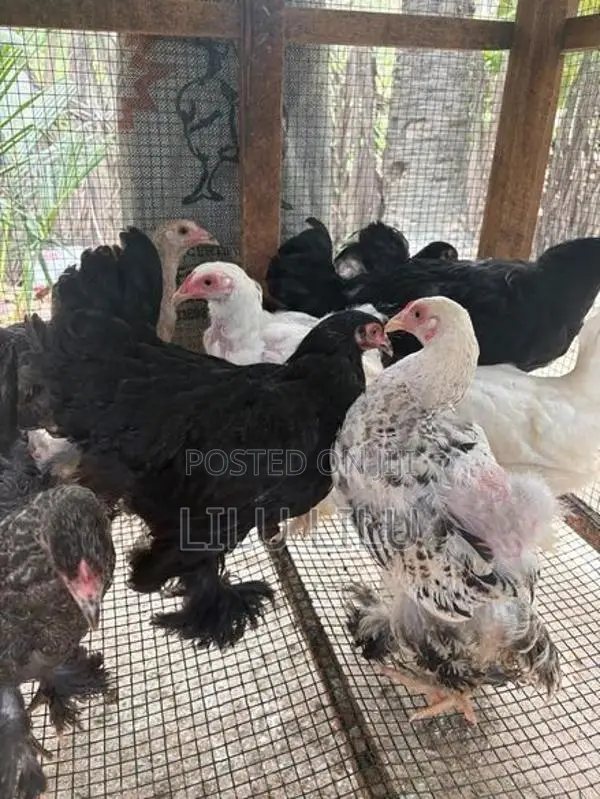 Farm Hens