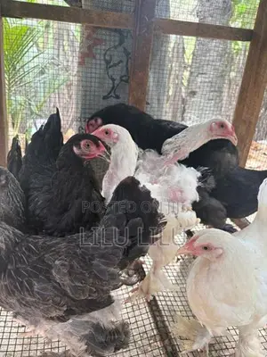 Farm Hens