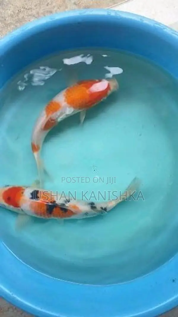 Koi Carp Fish
