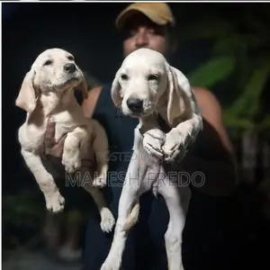 Germen Shepherd Puppies