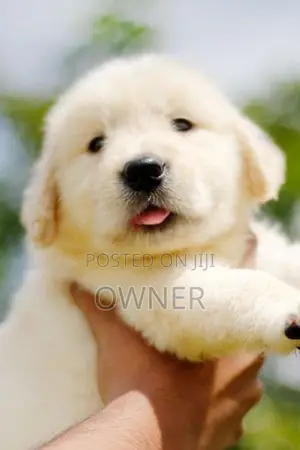 Golden Retriever Puppies