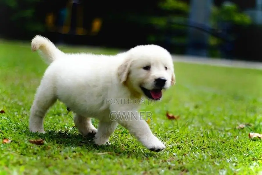 Golden Retriever Puppies