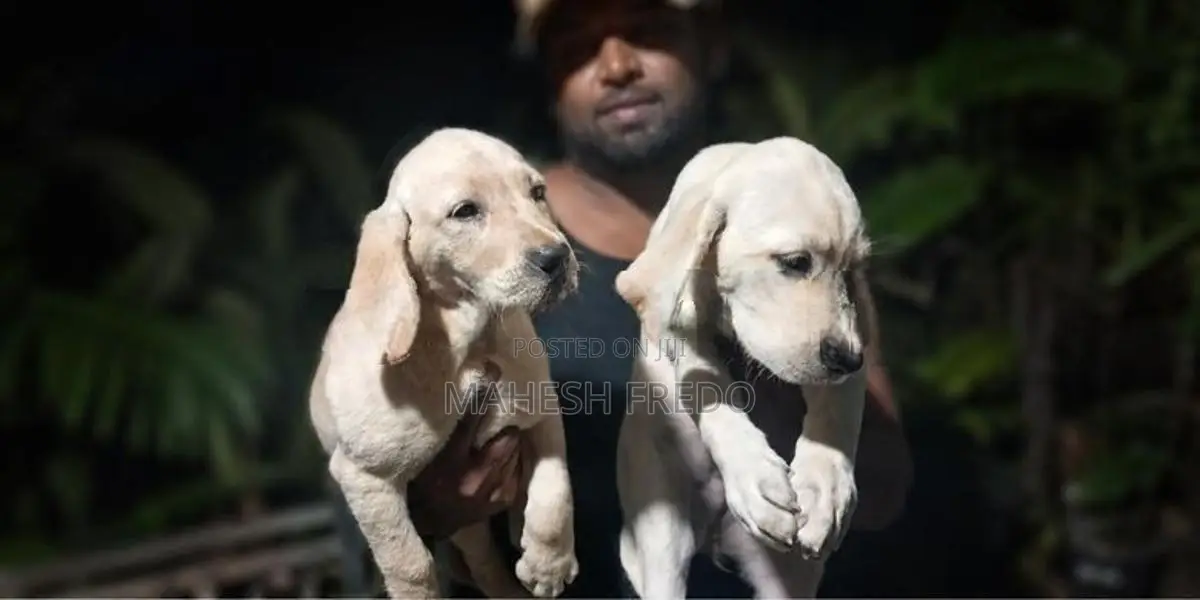 Germen Shepherd Puppies