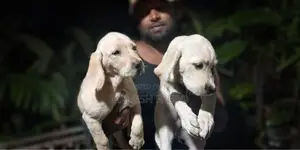 Germen Shepherd Puppies