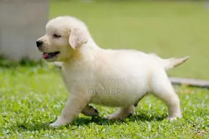 Golden Retriever Puppies