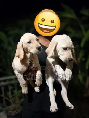 Germen Shepherd Puppies