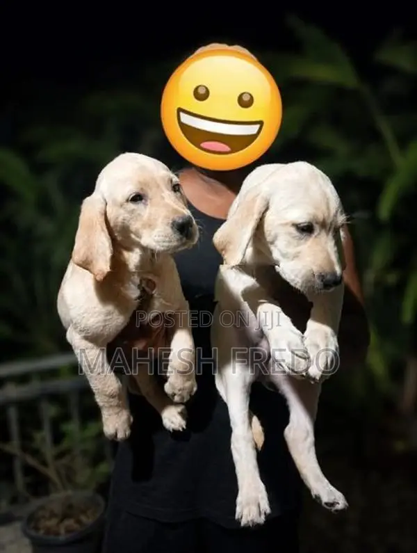 Germen Shepherd Puppies