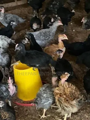 ஊர் கோழி