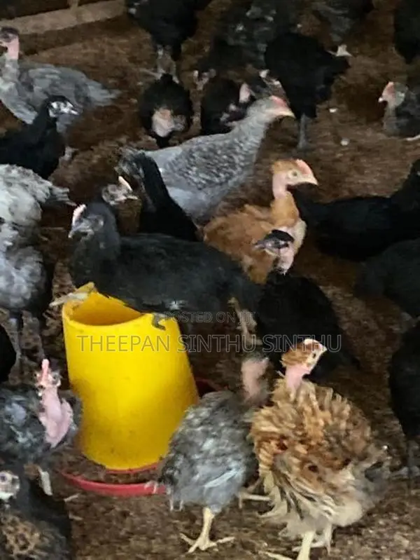ஊர் கோழி