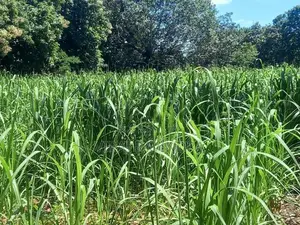 Land For Sale - Pelwattha