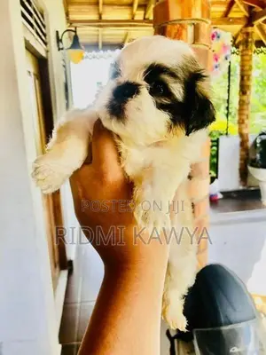 Shih Tzu Puppies
