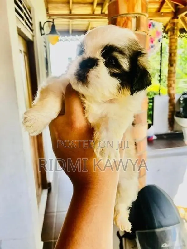 Shih Tzu Puppies