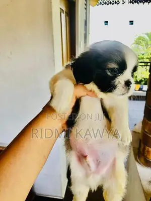 Shih Tzu Puppies