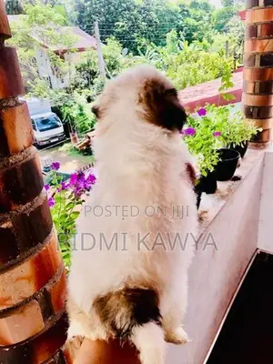 Shih Tzu Puppies