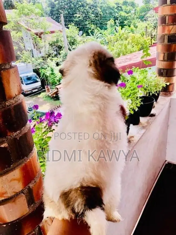 Shih Tzu Puppies
