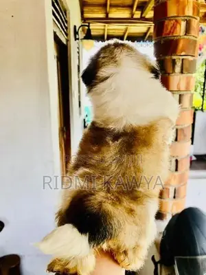 Shih Tzu Puppies