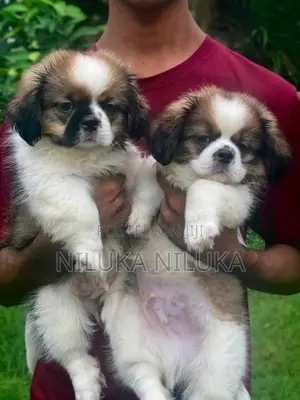 Shih Tzu Puppies