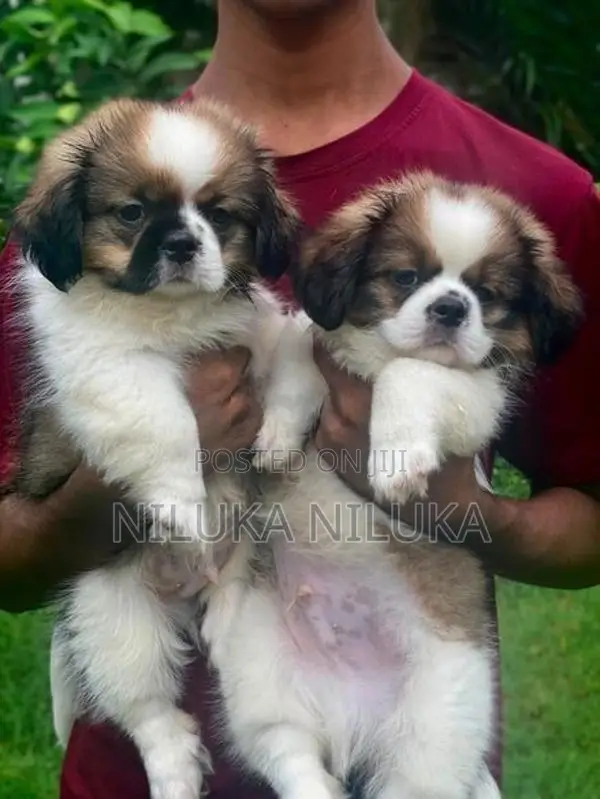 Shih Tzu Puppies