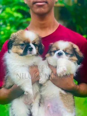 Shih Tzu Puppies