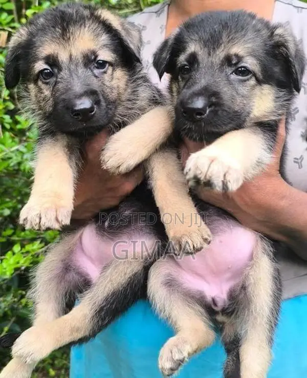 Long Coat German Shepherd