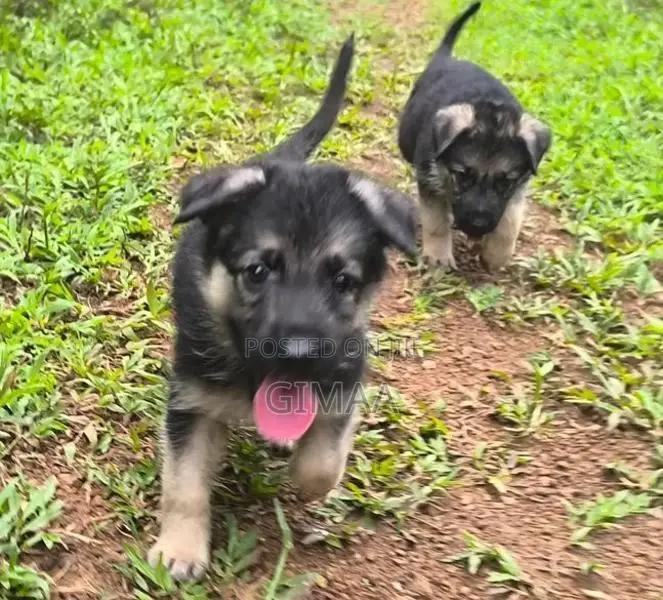 Long Coat German Shepherd