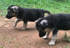 Long Coat German Shepherd