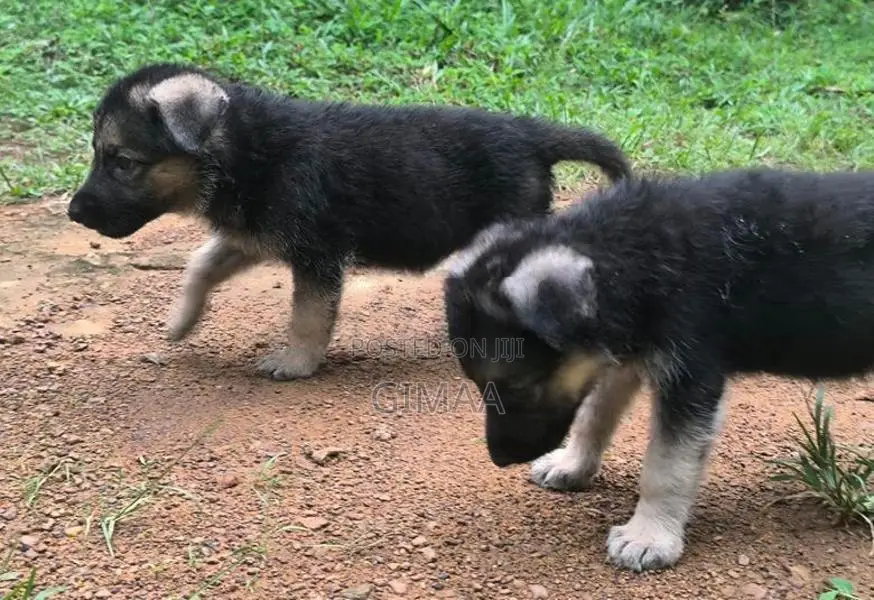Long Coat German Shepherd